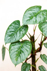 Philodendron sodiroi